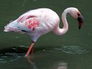 Lesser Flamingo (WWT Slimbridge July 2013) - pic by Nigel Key